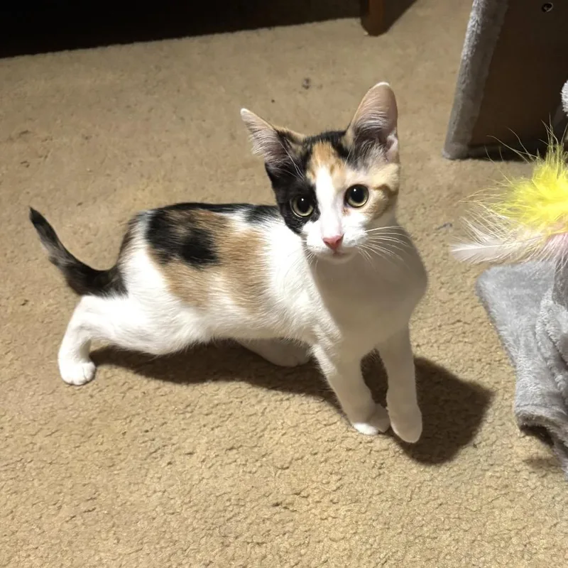 A baby small-sized female White Domestic Short Hair cat named Ada Jane for adoption in Bulverde, TX