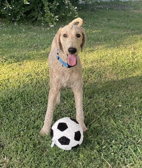 A young large-sized male Standard Poodle dog named Charlie for adoption in Warr Acres, OK