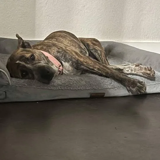 Piccadilly thumbnail 3