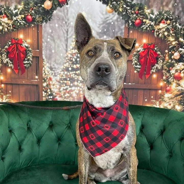 Piccadilly thumbnail 4