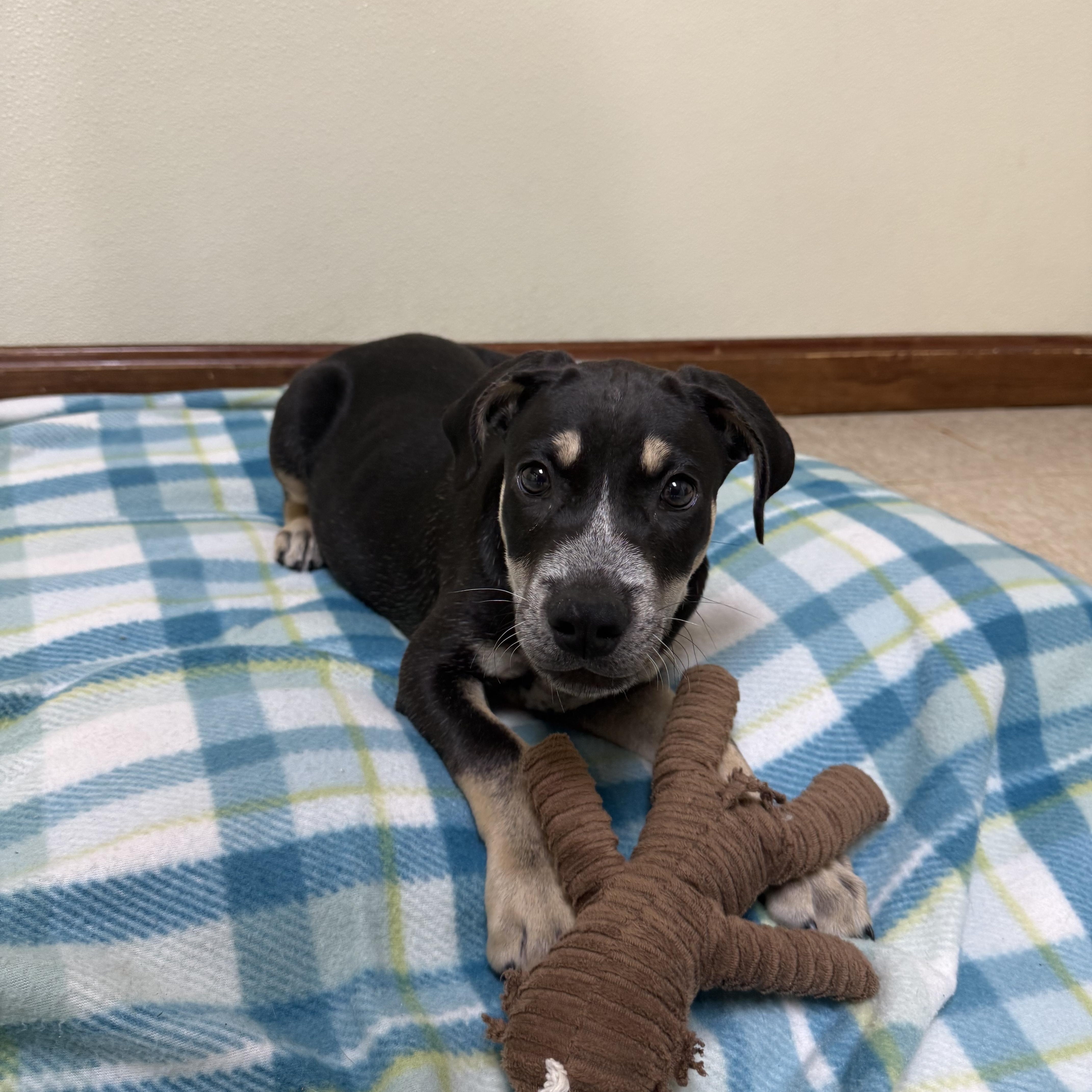 A baby medium-sized male Black Terrier dog named Wilder for adoption in Douglas, MA