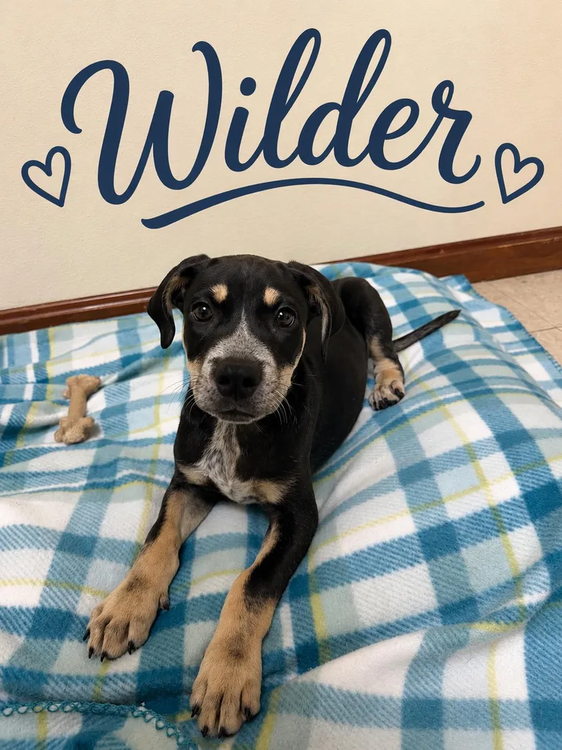 Wilder thumbnail 3