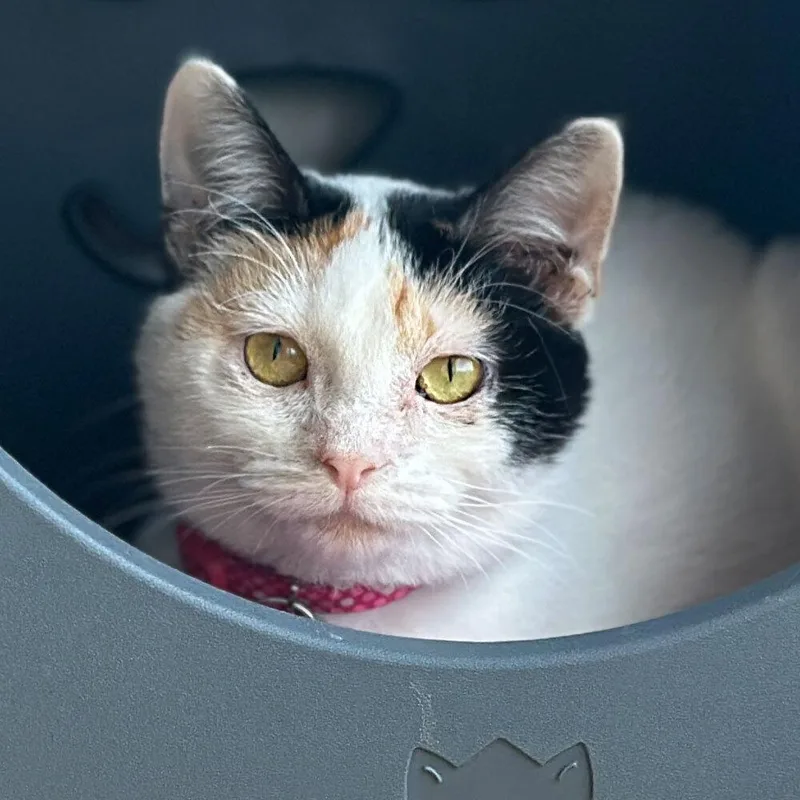 A young small-sized female Domestic Short Hair cat named Panama for adoption in Port Washington, NY