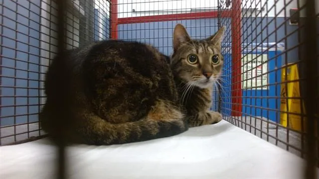 An adult small-sized male Domestic Short Hair cat named Alexis for adoption in Miami, FL