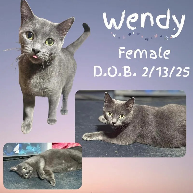 A young medium-sized female Gray / Blue / Silver Domestic Short Hair cat named Wendy for adoption in Caldwell, TX