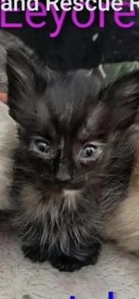 A baby small-sized male American Shorthair cat named Eeyore for adoption in Panama City, FL