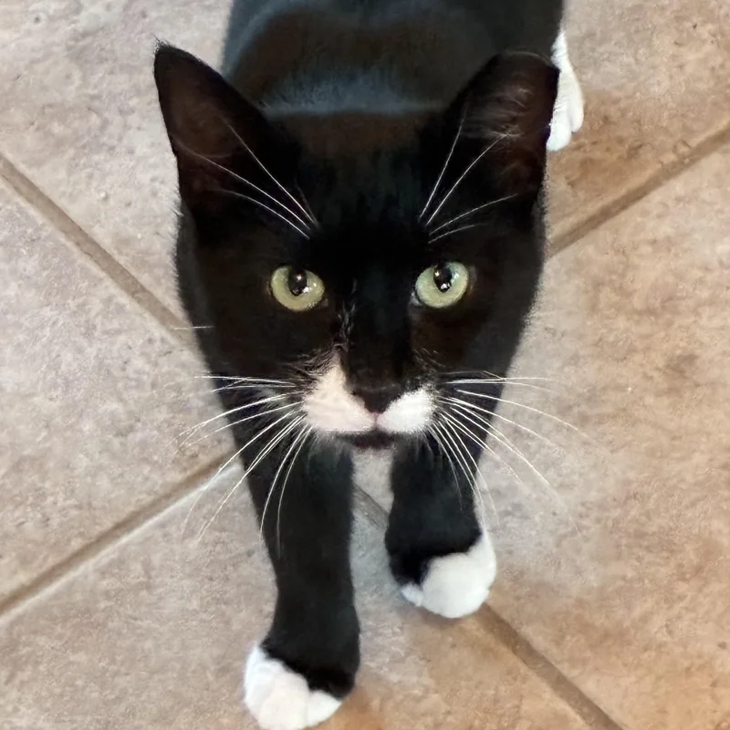 An adult medium-sized male Black & White / Tuxedo Domestic Short Hair cat named Andy for adoption in Lemoyne, PA