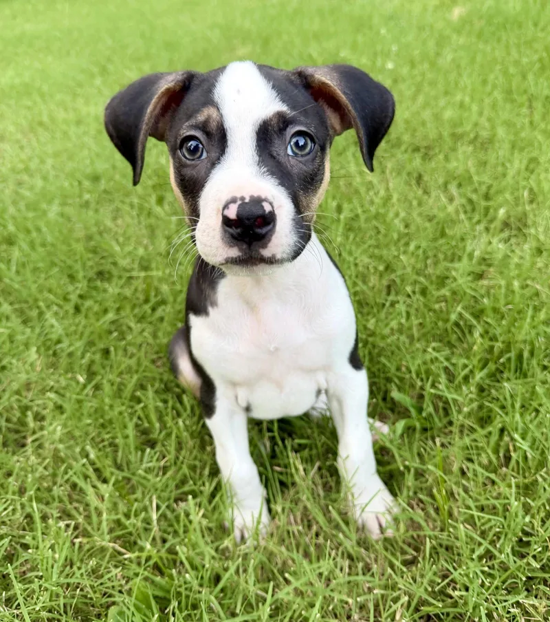A baby medium-sized female Pit Bull Terrier dog named Phoenix for adoption in Barnhart, MO
