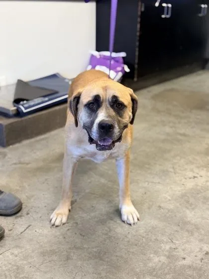 An adult large-sized female Great Pyrenees dog named June for adoption in Bowling Green, KY