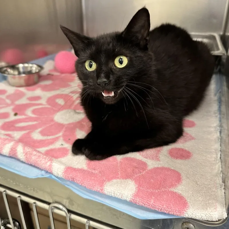 An adult medium-sized female Black Domestic Short Hair cat named Paprika for adoption in Galax, VA