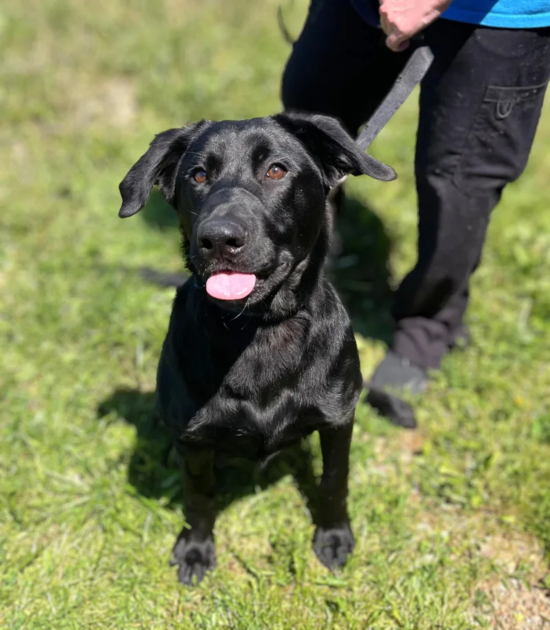 A young large-sized male Black Shepherd dog named Drako for adoption in Seville, OH