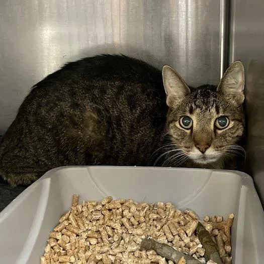 A senior large-sized male Domestic Short Hair cat named Smegly for adoption in Port Charlotte, FL