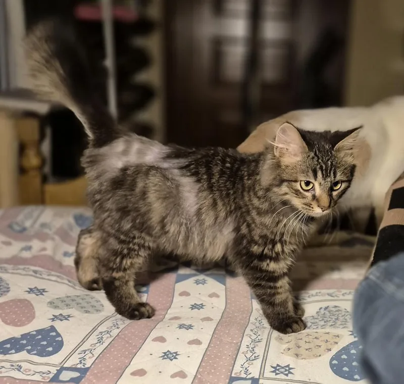 Curly Fry thumbnail 2