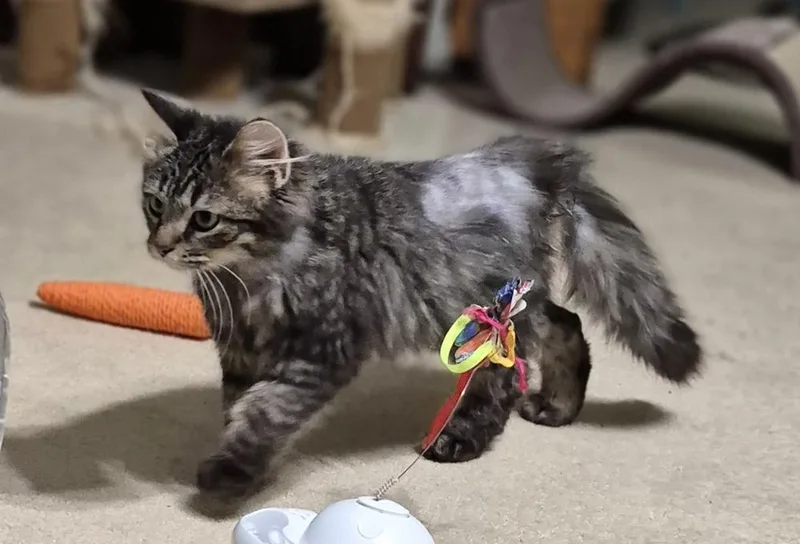 Curly Fry thumbnail 3