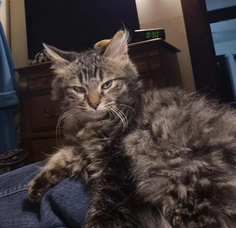 Curly Fry thumbnail 4