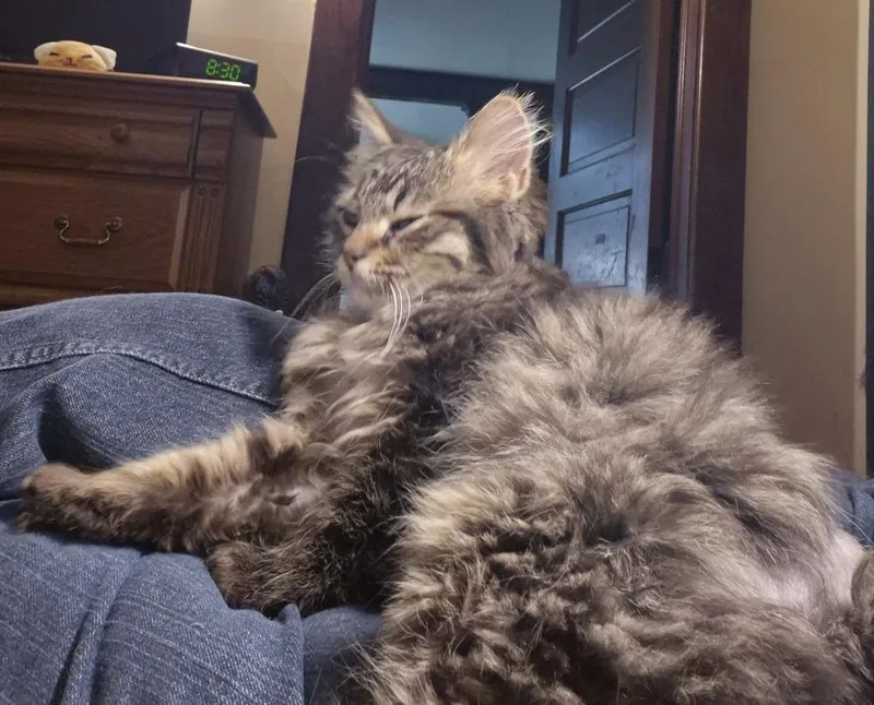 Curly Fry thumbnail 5