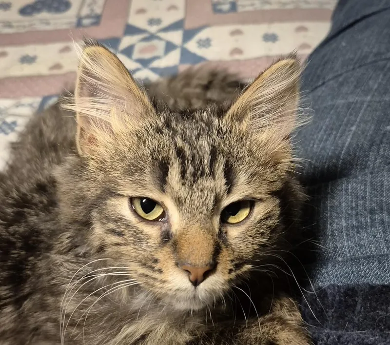 Curly Fry thumbnail 6