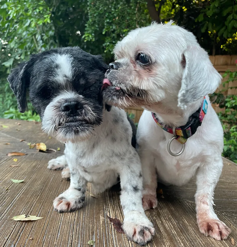 A senior small-sized male Shih Tzu dog named Jesse and Junior for adoption in Sarasota, FL