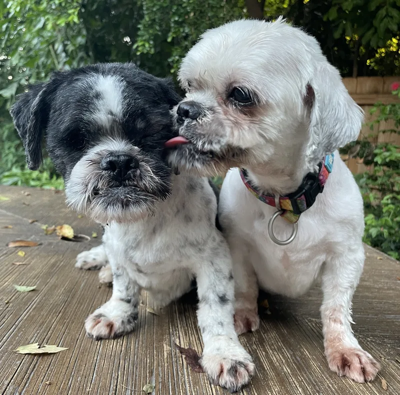 Jesse and Junior thumbnail 2