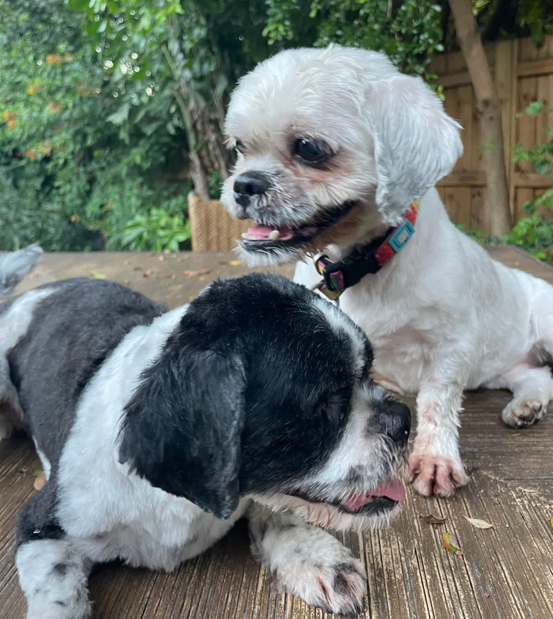 Jesse and Junior thumbnail 3