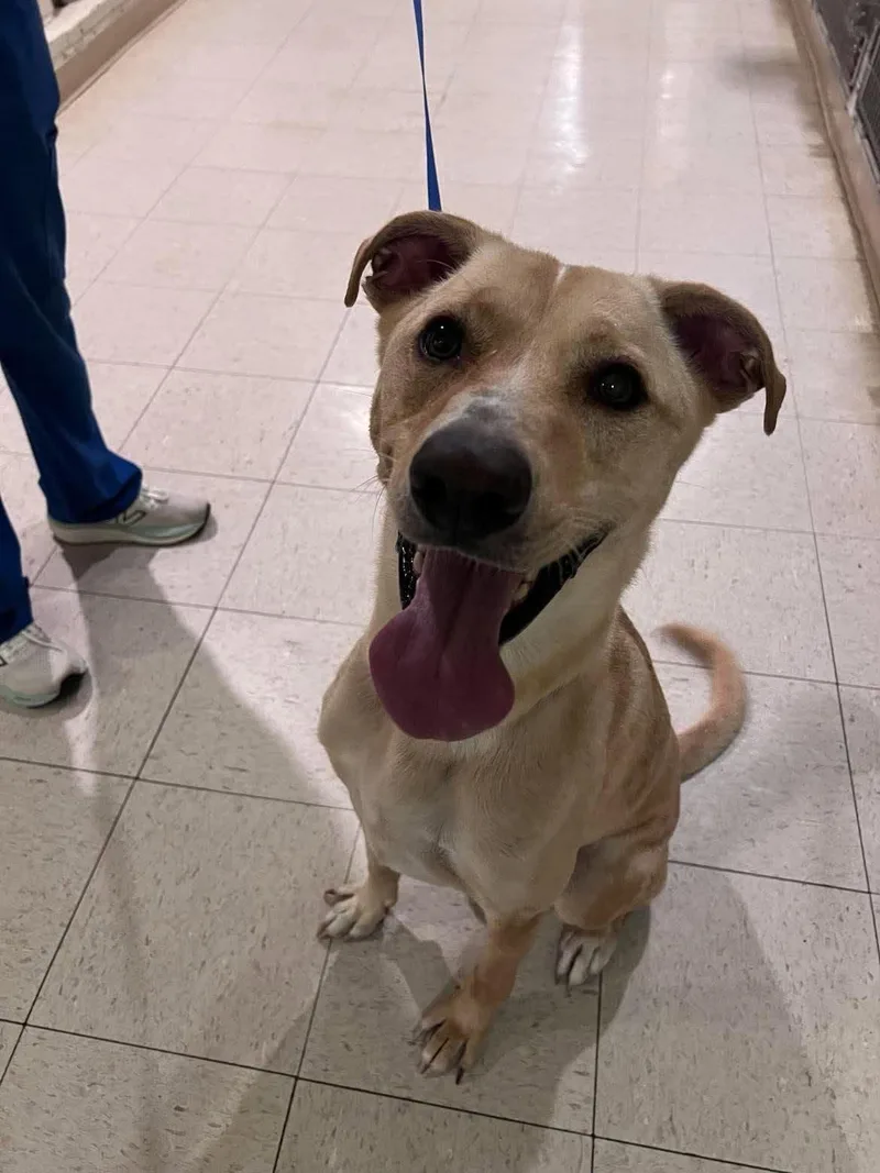 An adult medium-sized male Yellow / Tan / Blond / Fawn Labrador Retriever dog named Roscoe for adoption in Guntersville, AL