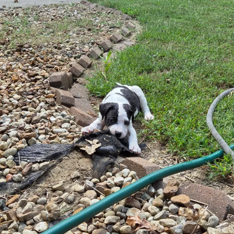 A baby medium-sized male Mixed Breed dog named Sparrow for adoption in Breese, IL
