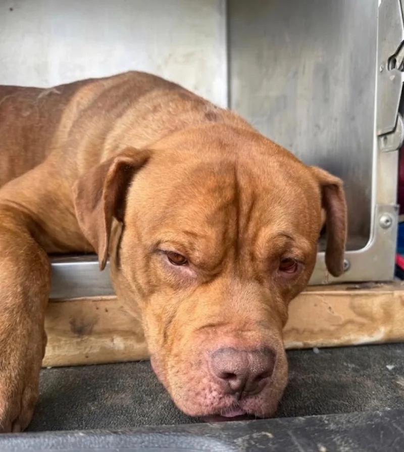 A young medium-sized male Pit Bull Terrier dog named Usain Bolt for adoption in Springfield, OH