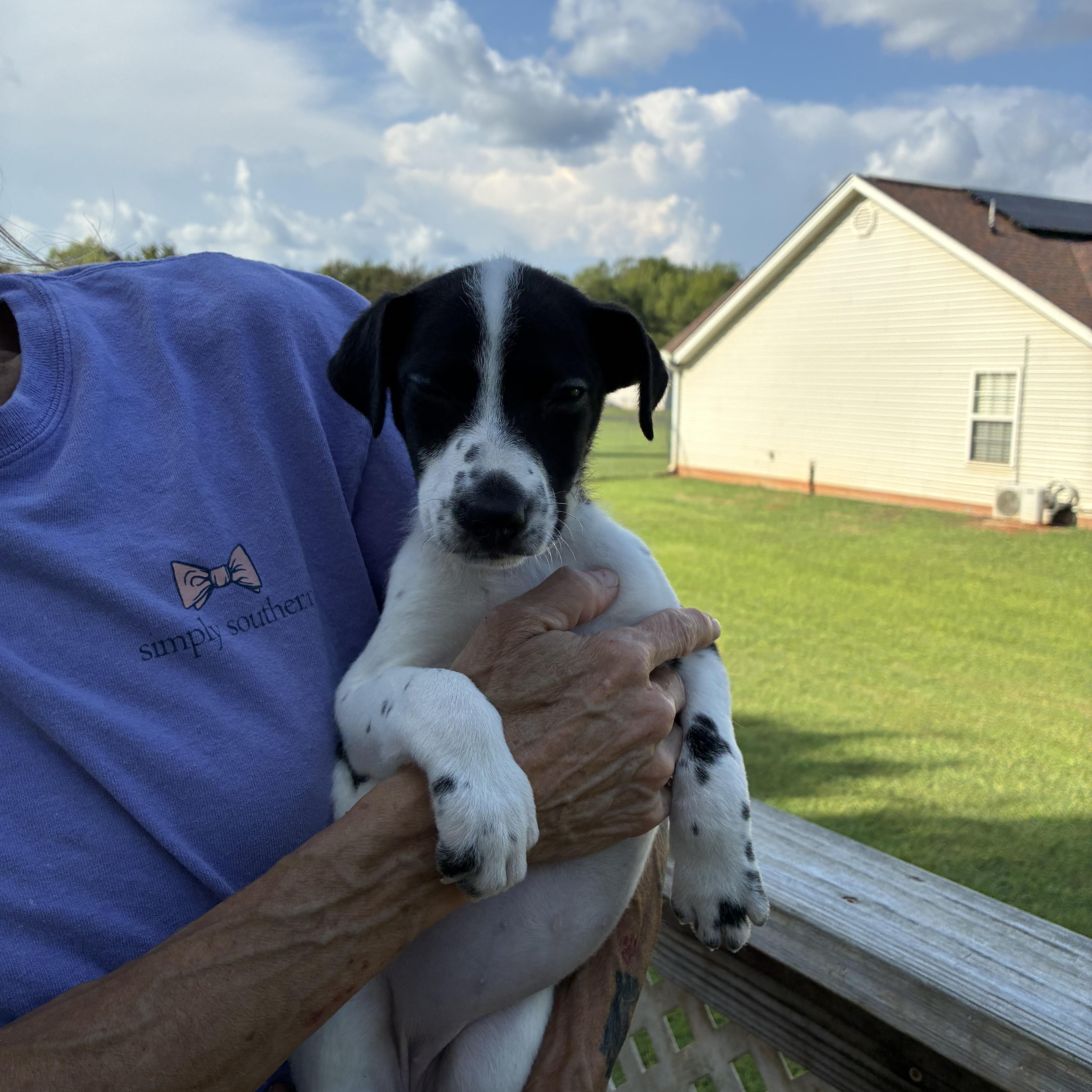 A baby small-sized female Terrier dog named Darla for adoption in Woodruff, SC