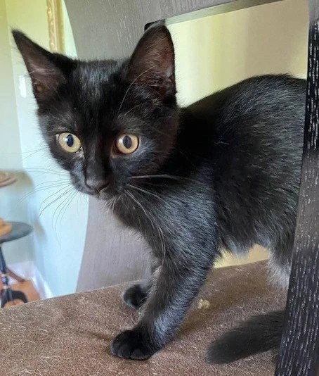 A baby medium-sized female Black Domestic Short Hair cat named Betty Boop for adoption in Shawnee, KS