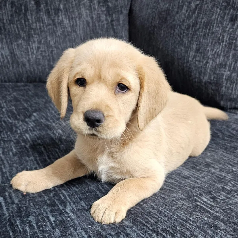 A baby small-sized female Golden Retriever dog named Goldie for adoption in Myrtle Beach, SC