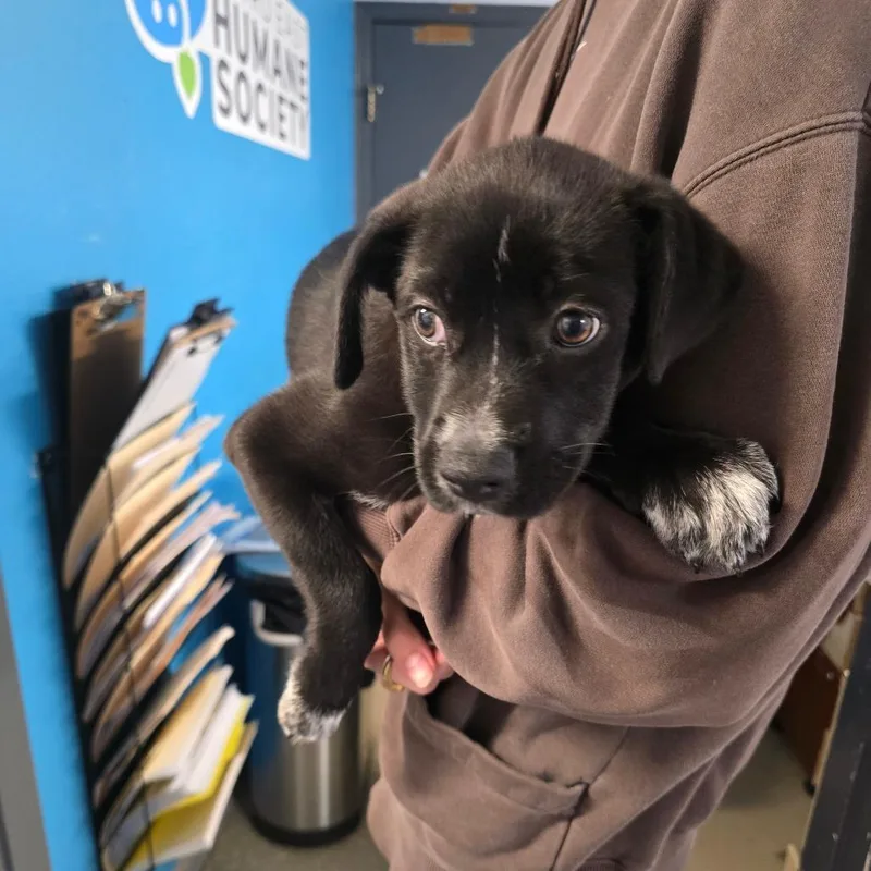 A baby small-sized male Black Mixed Breed dog named Axel for adoption in Edwardsville, IL