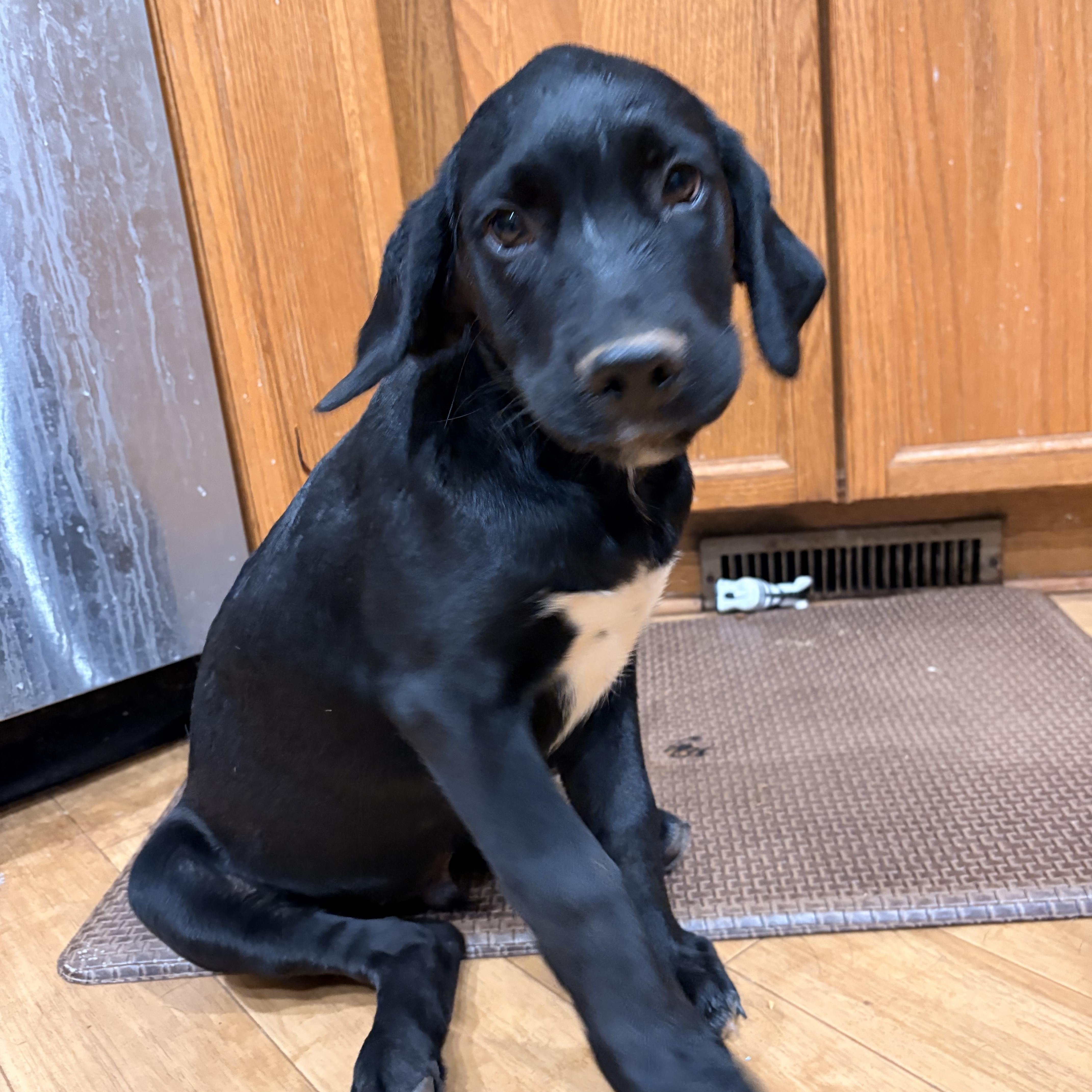 A baby medium-sized male Labrador Retriever dog named Flannery for adoption in Charlotte, NC