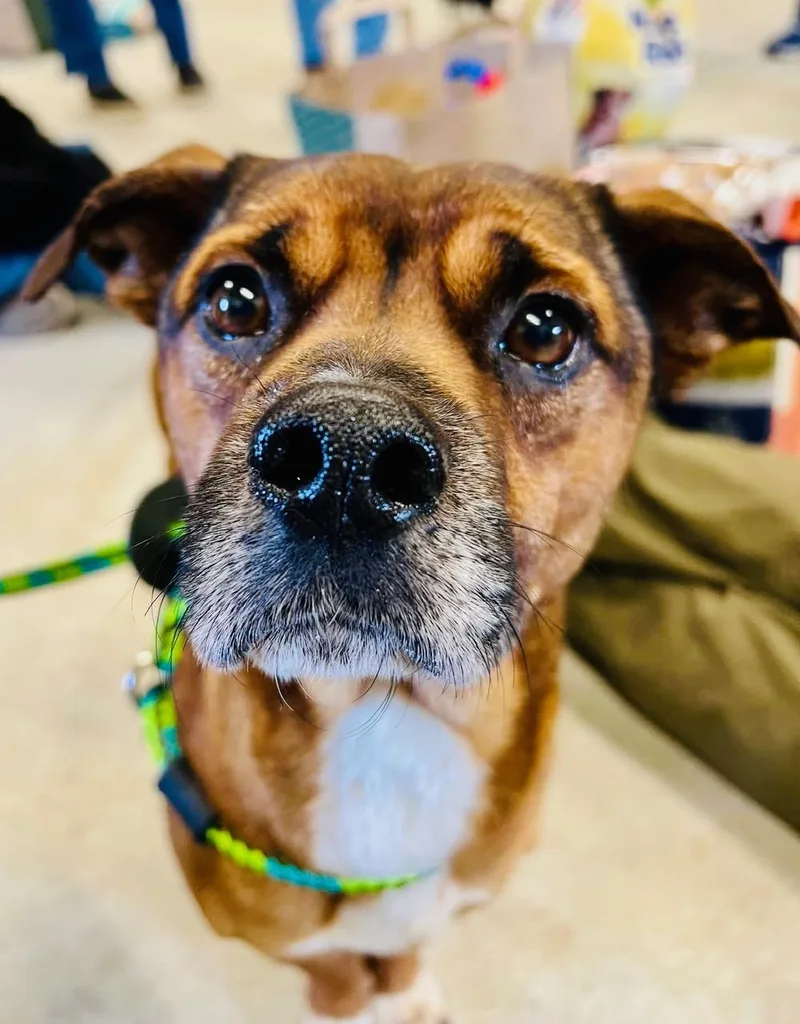 An adult medium-sized male Brown / Chocolate Puggle dog named Frodo for adoption in Prior Lake, MN