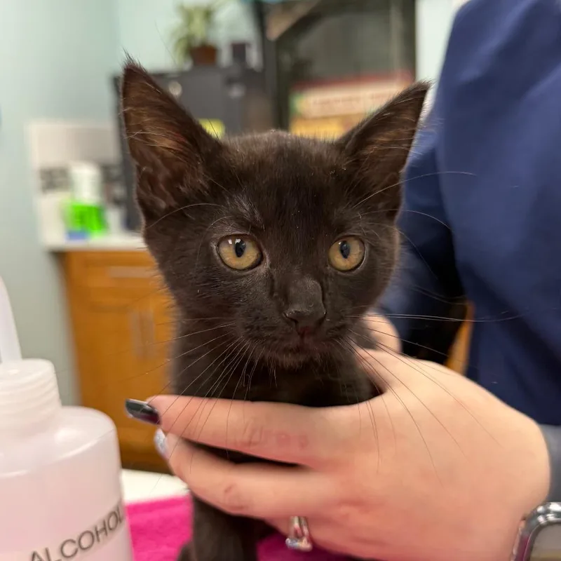 A baby small-sized female Black Domestic Short Hair cat named Luna for adoption in Hamburg, NY