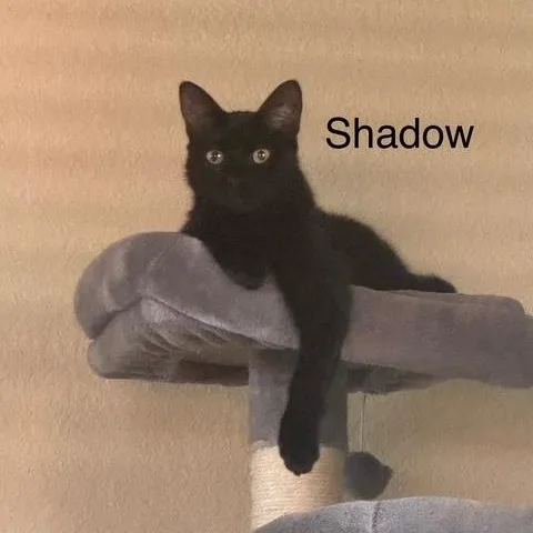 Shadow thumbnail 2