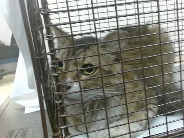 An adult small-sized female Domestic Long Hair cat named Puffy for adoption in Miami, FL