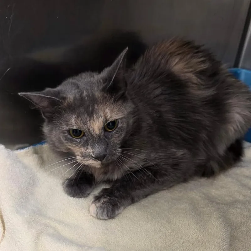 A young medium-sized female Calico Domestic Medium Hair cat named Prue for adoption in Williston, FL