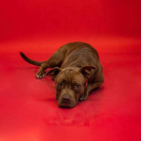 A young medium-sized female Pit Bull Terrier dog named Ic c Alejandra for adoption in Lawrenceville, GA