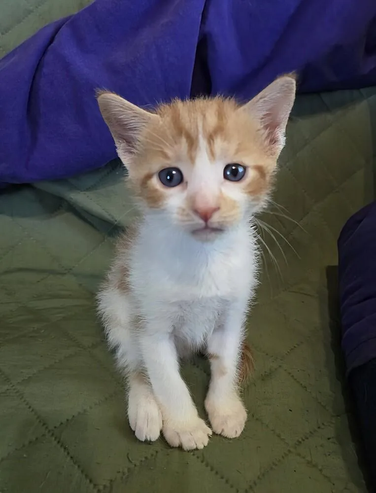A baby small-sized male Domestic Short Hair cat named Tofu for adoption in Wellington, KS