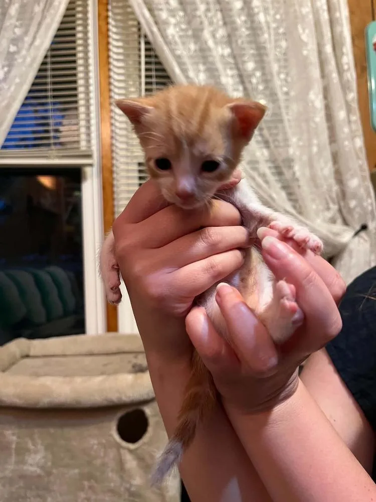Tofu thumbnail 3