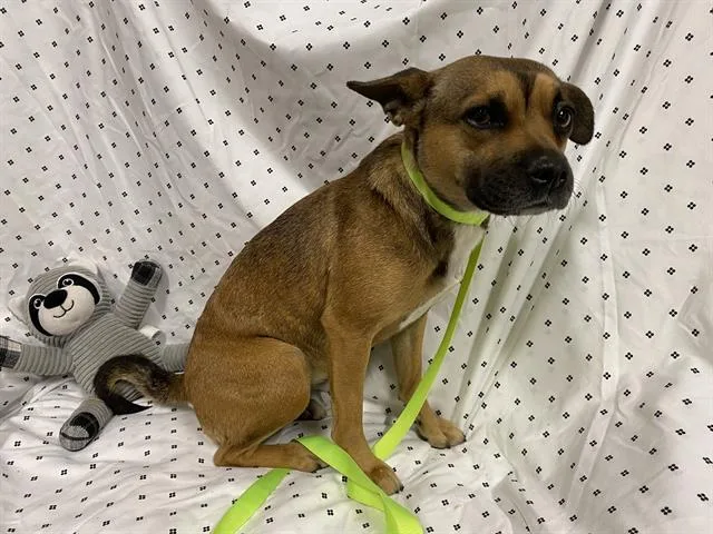 A young small-sized female Rat Terrier dog named A for adoption in Modesto, CA