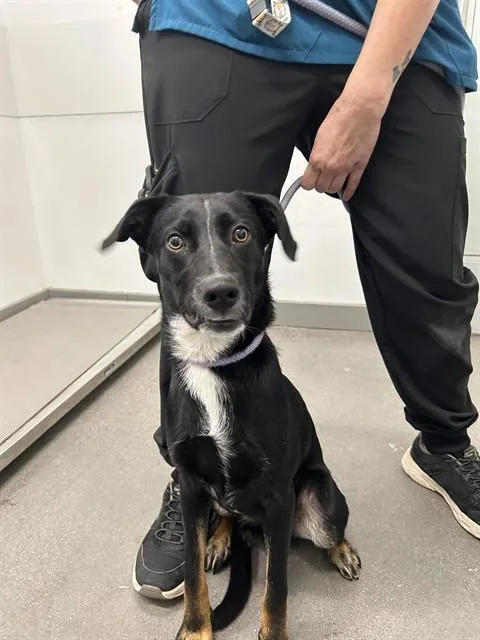 A young medium-sized male Labrador Retriever dog named Russell for adoption in Mesa, AZ