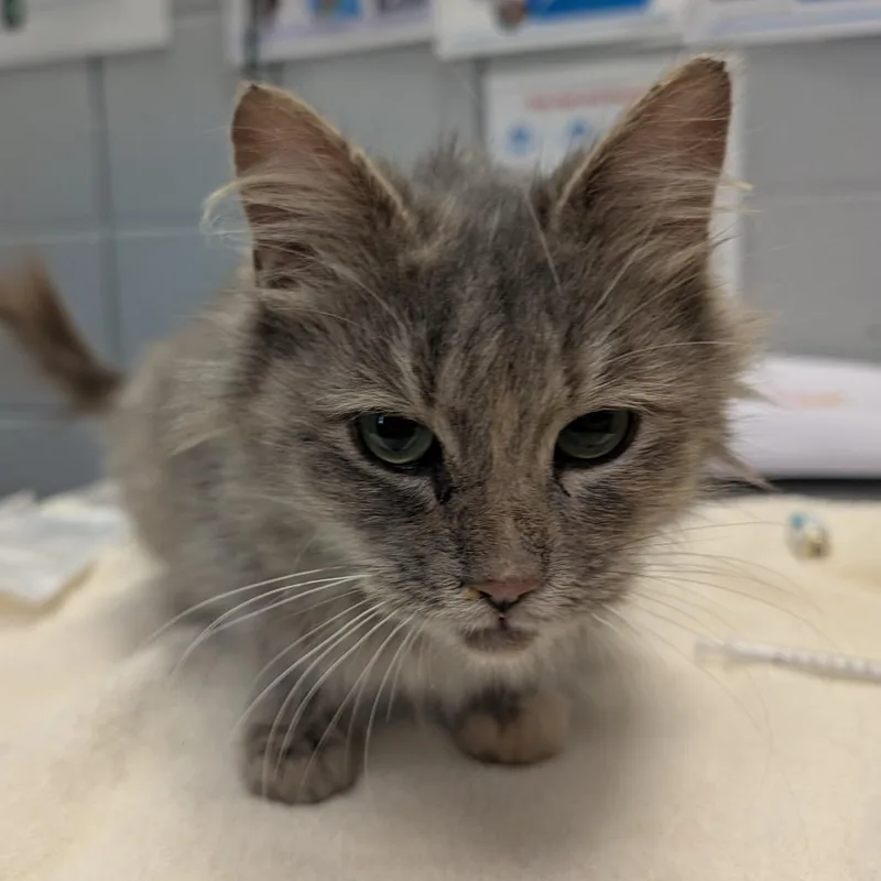An adult medium-sized female Tortoiseshell Domestic Long Hair cat named Cosmopolitan for adoption in West Olive, MI