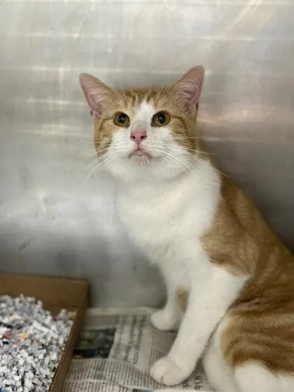 A young medium-sized male Domestic Short Hair cat named Creamsicle for adoption in Charleston, SC