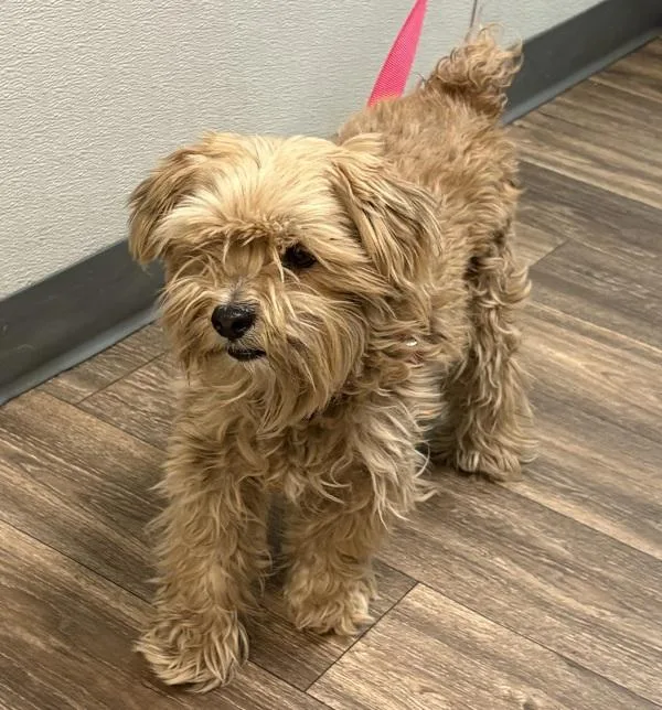 A senior small-sized male Maltese dog named Mr. Snuggles for adoption in San Diego, CA
