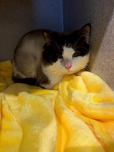 A senior medium-sized male Domestic Short Hair cat named Fendi for adoption in Washington, DC