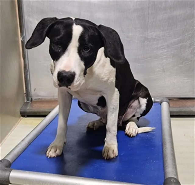 A young large-sized female Pit Bull Terrier dog named Dog for adoption in Bakersfield, CA