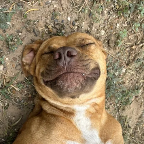An adult medium-sized female Brown / Chocolate American Staffordshire Terrier dog named Estrella for adoption in Sullivan City, TX