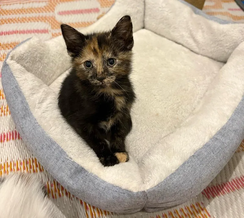 A baby small-sized female Domestic Short Hair cat named Tyra Banks for adoption in Homer Glen, IL