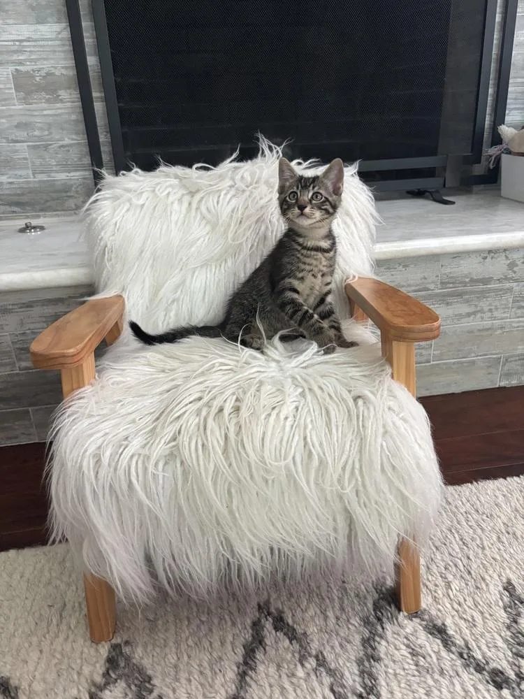 A baby small-sized male Domestic Short Hair cat named Striker for adoption in Dallas, TX